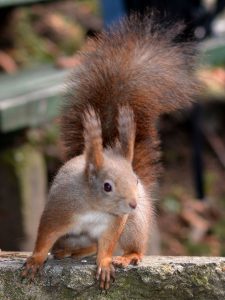 ALCEDO | Mátra – Megint feladjuk?