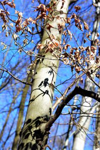 ALCEDO | Mátra – Megint feladjuk?