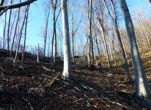 ALCEDO | Mátra – Megint feladjuk?