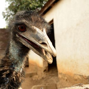 ALCEDO | Lepkék lázadása